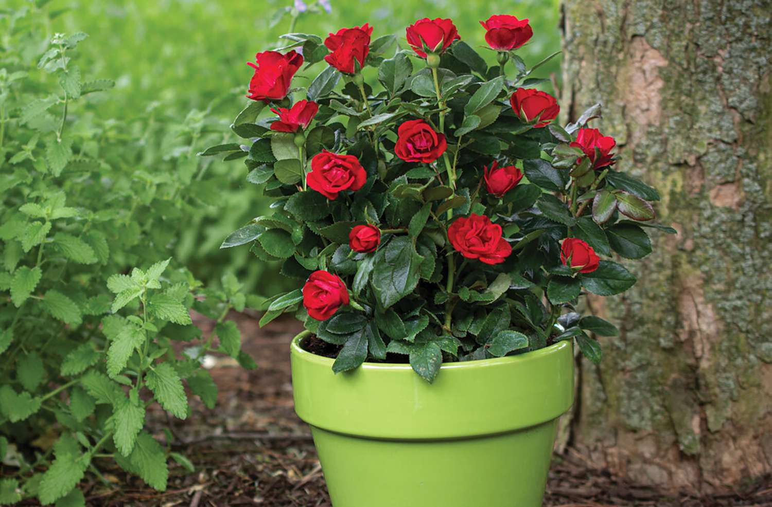 Rose bush in pot
